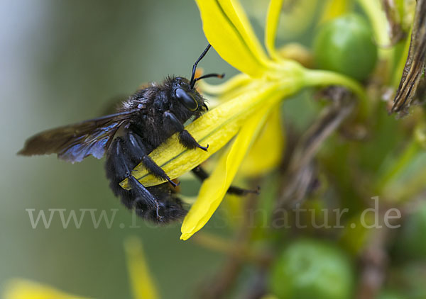 Große Holzbiene (Xylocopa violacea)