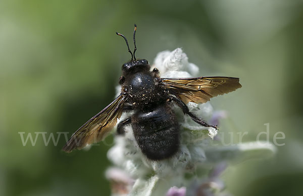 Große Holzbiene (Xylocopa violacea)