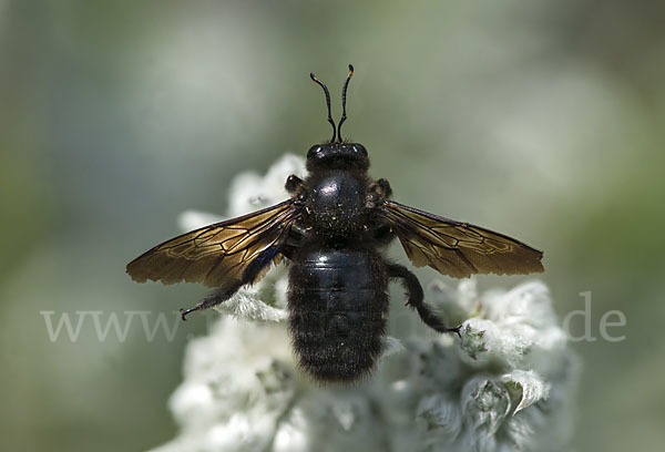 Große Holzbiene (Xylocopa violacea)