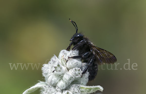 Große Holzbiene (Xylocopa violacea)