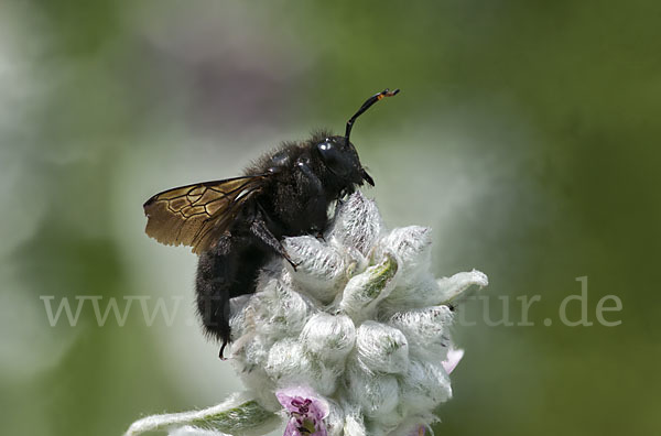 Große Holzbiene (Xylocopa violacea)