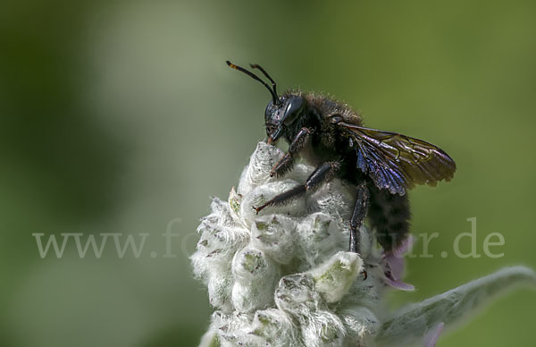 Große Holzbiene (Xylocopa violacea)