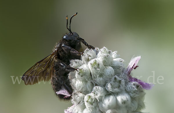 Große Holzbiene (Xylocopa violacea)