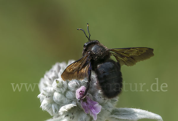 Große Holzbiene (Xylocopa violacea)