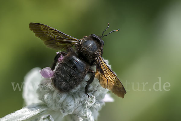 Große Holzbiene (Xylocopa violacea)