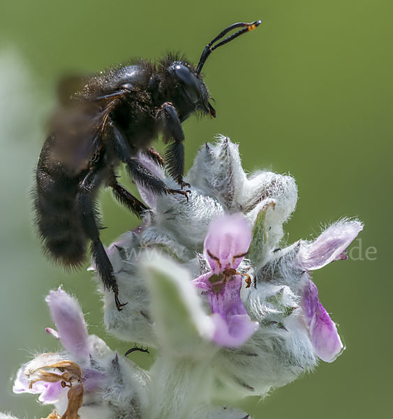 Große Holzbiene (Xylocopa violacea)