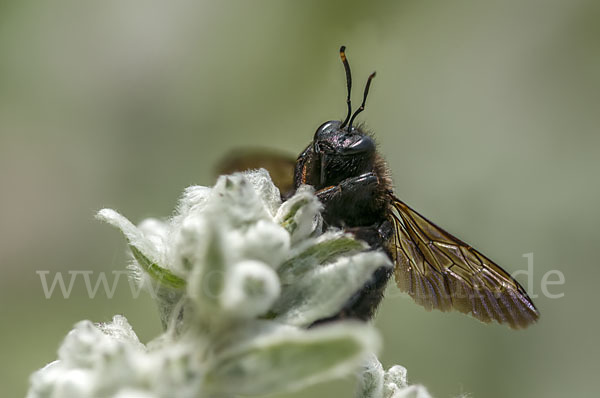 Große Holzbiene (Xylocopa violacea)