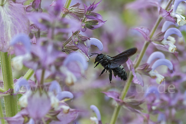 Große Holzbiene (Xylocopa violacea)