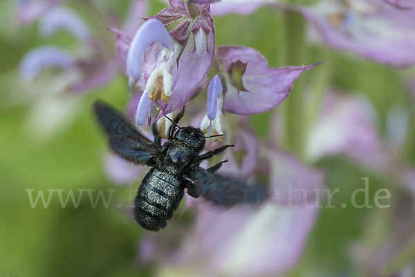 Große Holzbiene (Xylocopa violacea)