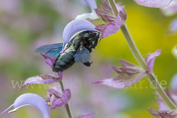 Große Holzbiene (Xylocopa violacea)