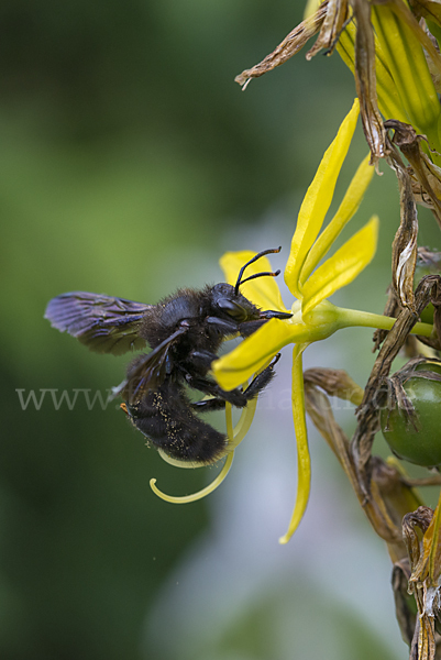 Große Holzbiene (Xylocopa violacea)