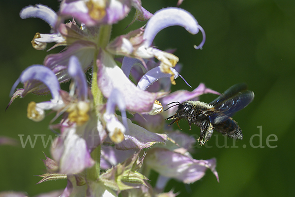 Große Holzbiene (Xylocopa violacea)