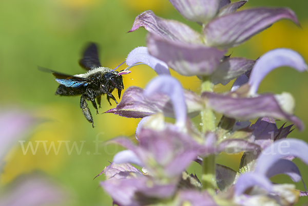 Große Holzbiene (Xylocopa violacea)