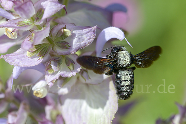 Große Holzbiene (Xylocopa violacea)