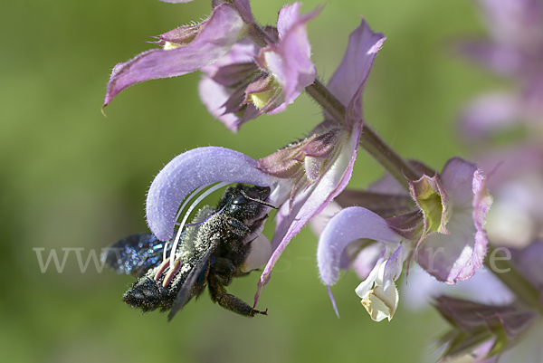 Große Holzbiene (Xylocopa violacea)