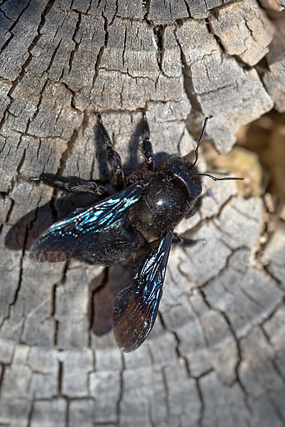 Große Holzbiene (Xylocopa violacea)