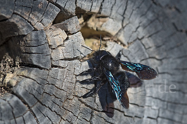 Große Holzbiene (Xylocopa violacea)