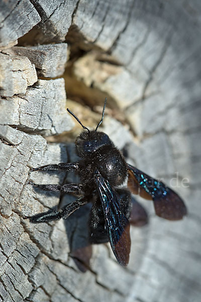 Große Holzbiene (Xylocopa violacea)