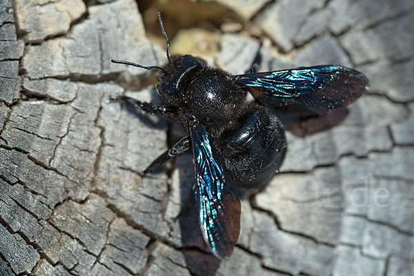 Große Holzbiene (Xylocopa violacea)