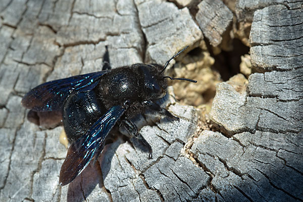 Große Holzbiene (Xylocopa violacea)