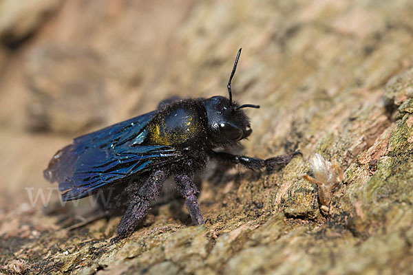 Große Holzbiene (Xylocopa violacea)