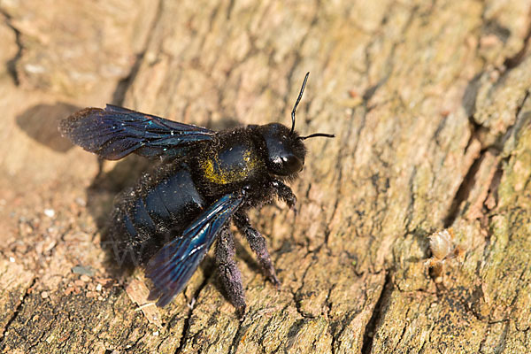 Große Holzbiene (Xylocopa violacea)