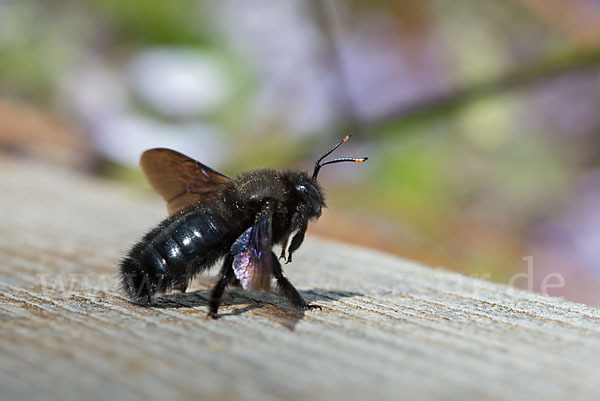 Große Holzbiene (Xylocopa violacea)