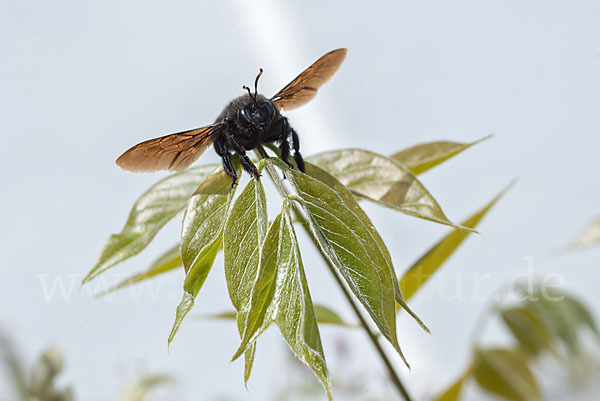 Große Holzbiene (Xylocopa violacea)