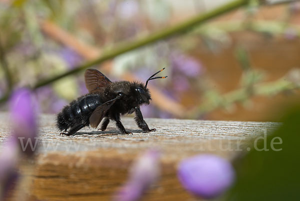 Große Holzbiene (Xylocopa violacea)