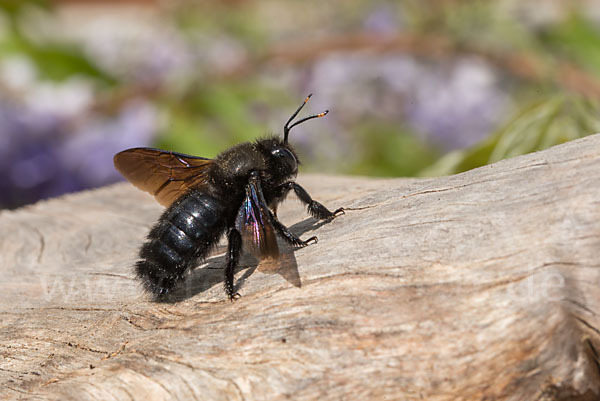 Große Holzbiene (Xylocopa violacea)