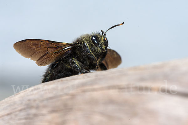 Große Holzbiene (Xylocopa violacea)