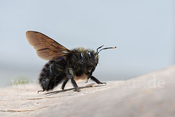 Große Holzbiene (Xylocopa violacea)