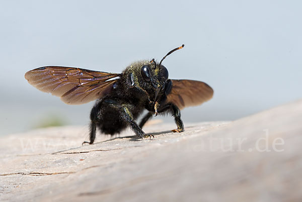 Große Holzbiene (Xylocopa violacea)