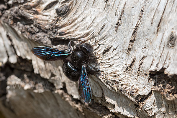 Große Holzbiene (Xylocopa violacea)