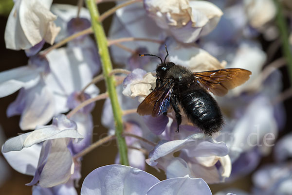 Große Holzbiene (Xylocopa violacea)