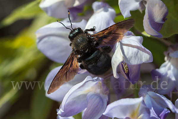 Große Holzbiene (Xylocopa violacea)