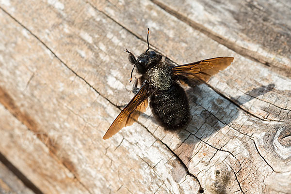 Große Holzbiene (Xylocopa violacea)