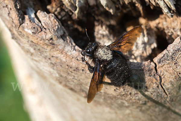 Große Holzbiene (Xylocopa violacea)