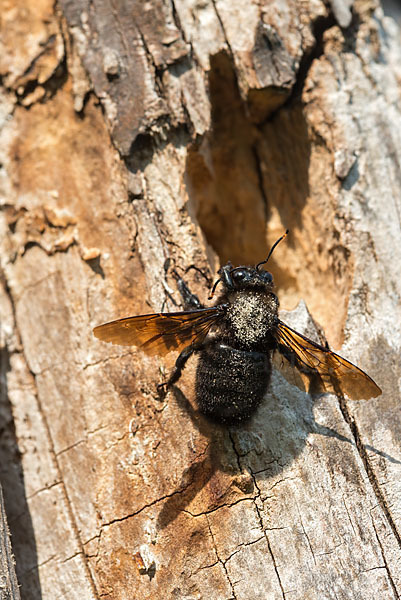 Große Holzbiene (Xylocopa violacea)