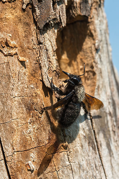 Große Holzbiene (Xylocopa violacea)