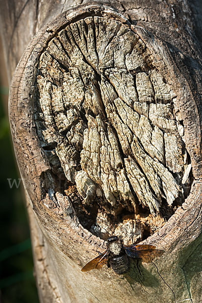 Große Holzbiene (Xylocopa violacea)