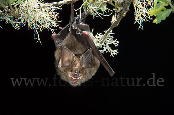 Große Hufeisennase (Rhinolophus ferrumequinum)