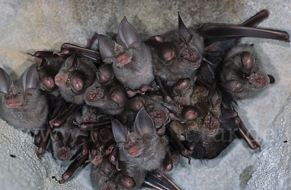 Große Hufeisennase (Rhinolophus ferrumequinum)