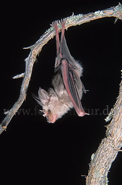 Große Hufeisennase (Rhinolophus ferrumequinum)