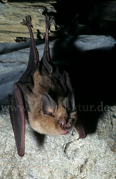 Große Hufeisennase (Rhinolophus ferrumequinum)