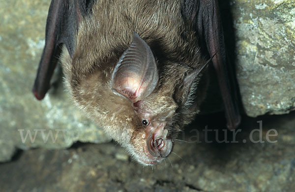 Große Hufeisennase (Rhinolophus ferrumequinum)