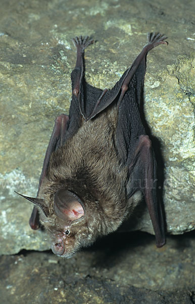 Große Hufeisennase (Rhinolophus ferrumequinum)