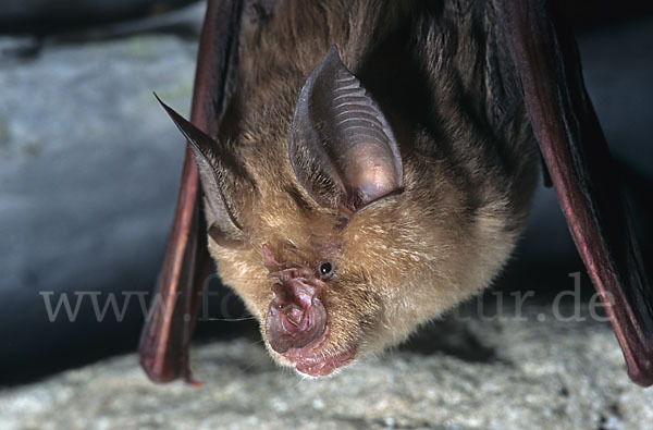 Große Hufeisennase (Rhinolophus ferrumequinum)