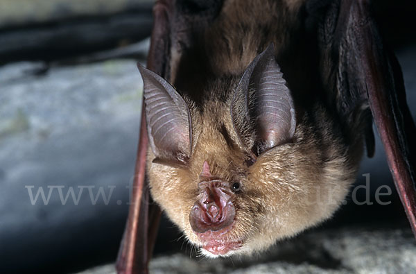 Große Hufeisennase (Rhinolophus ferrumequinum)