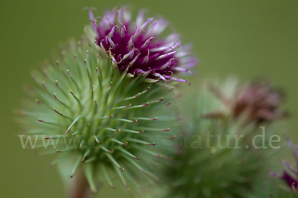 Große Klette (Arctium lappa)